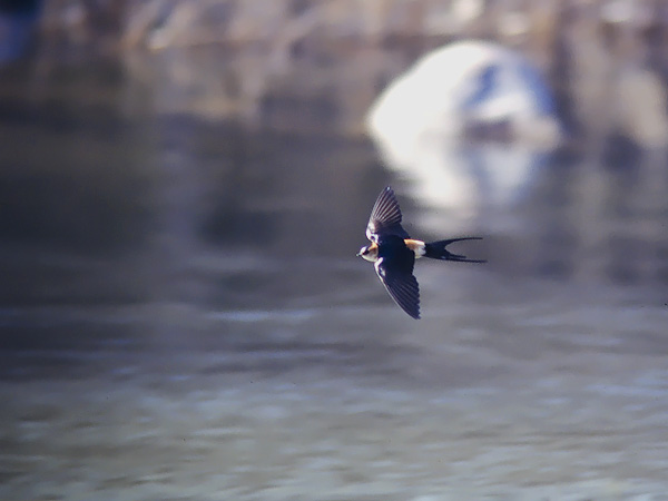 Ruostepääsky, Red-rumped Swallow, Cecropis daurica